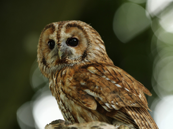 Close up of a Tawny Owl - Photo, Image