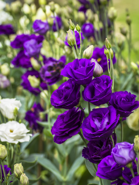 bouquet de lisianthus violet
 - Photo, image