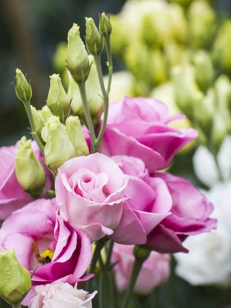 lisianthus rose, fleur rose
 - Photo, image