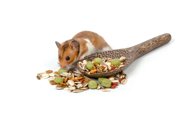 Hamster syrien mangeant de la nourriture de hamster
  - Photo, image
