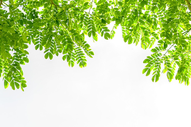 зеленые листья на белом фоне - Фото, изображение
