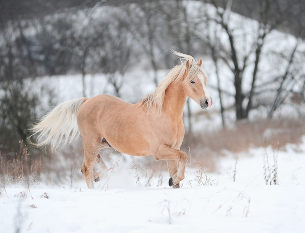 Palomino pony - Photo, Image