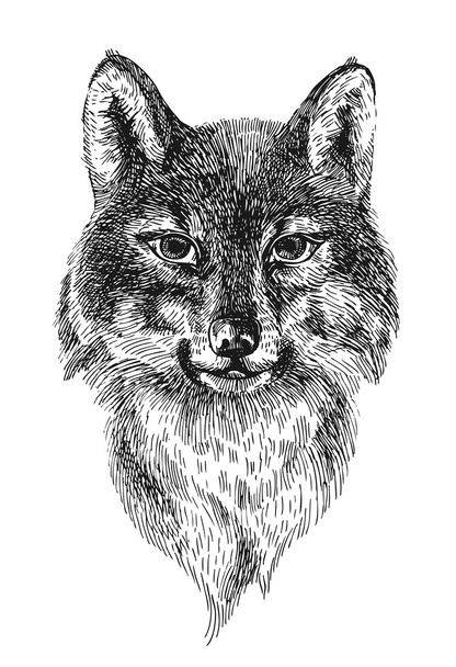 sketch of wolf - Vecteur, image