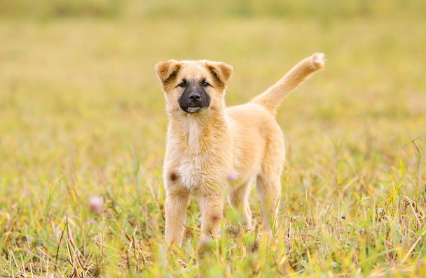 Puppy in field - Photo, Image