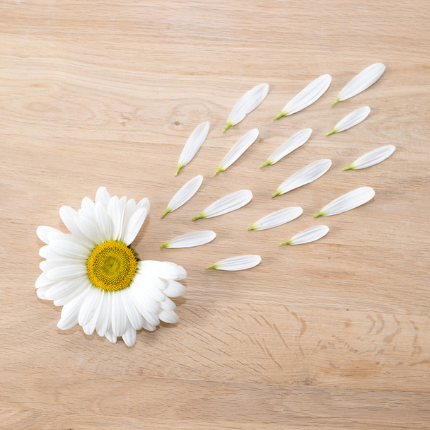 Ромашкова квіткова голова з пелюстками
 - Фото, зображення