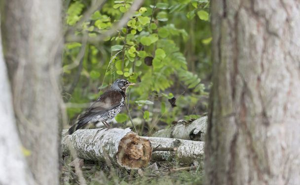 Джей Птица сидит на сломанном бревне дерева
 - Фото, изображение