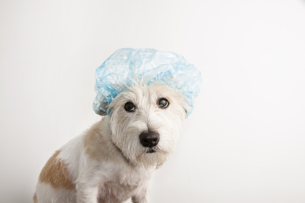 Un chiot Jack Russell Terrier blanc et brun avant le bain est habillé d'un bonnet de bain isolé sur fond blanc
 - Photo, image