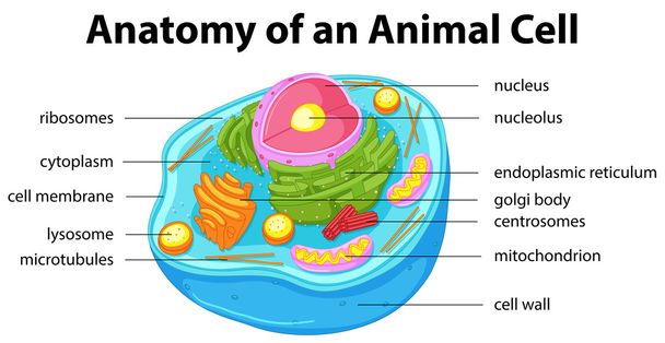 Diagrama que muestra la anatomía de las células animales
 - Vector, Imagen