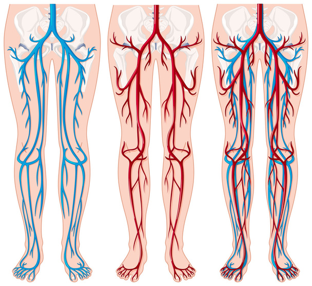 Blood vessels in human legs - Vector, Image