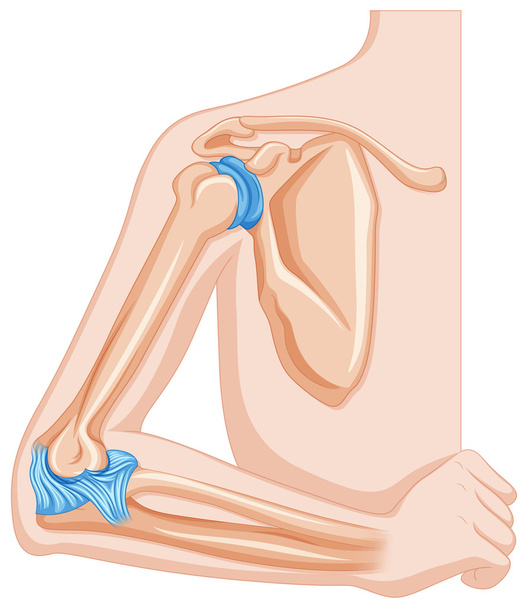 人間の肘関節  - ベクター画像
