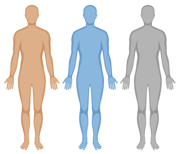 Очертания человеческого тела в трех цветах
 - Вектор,изображение