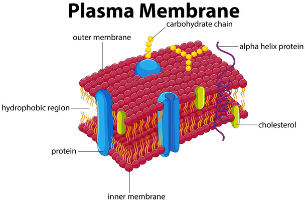 Grafico con membrana plasmatica
 - Vettoriali, immagini