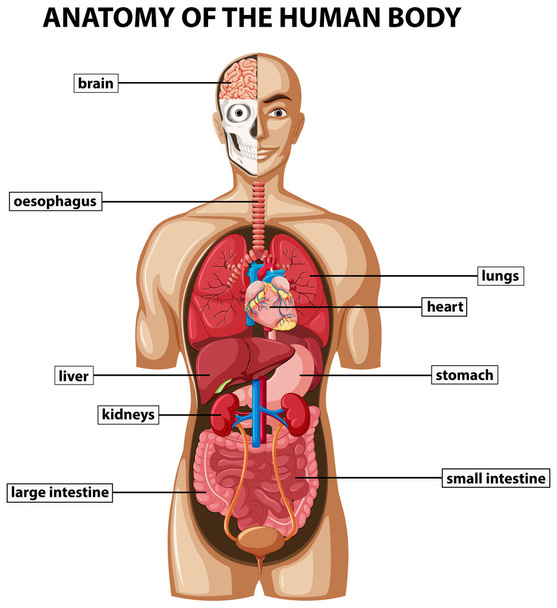 Diagram met anatomie van het menselijk lichaam met namen - Vector, afbeelding