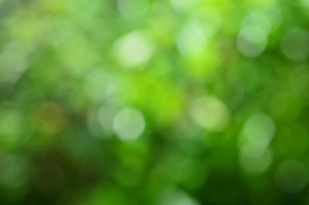 zielony bokeh abstrakcyjne tło - Zdjęcie, obraz