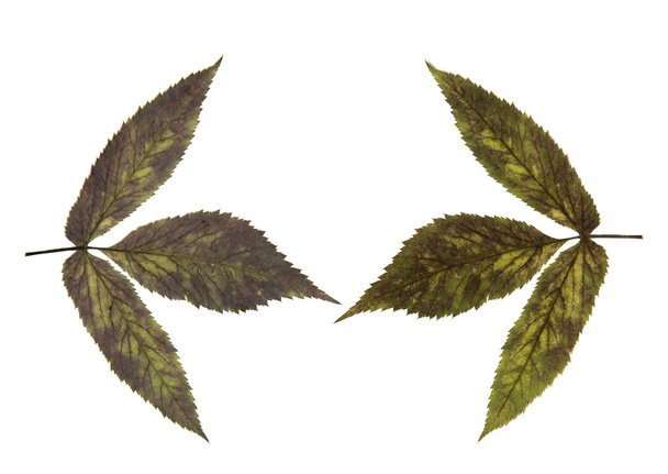 Steinbeerensatz trocken zart gepresste mehrfarbige Blätter, isolieren - Foto, Bild
