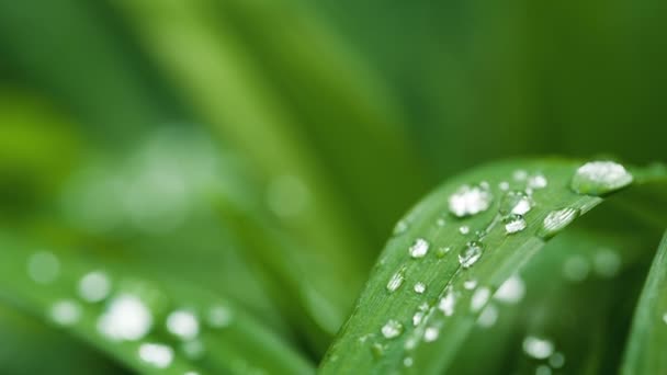 Bir leafe üzerinde Waterdrops - Video, Çekim