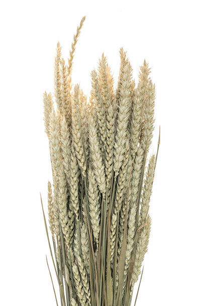 小麦の穂の白い背景の上の茎 - 写真・画像