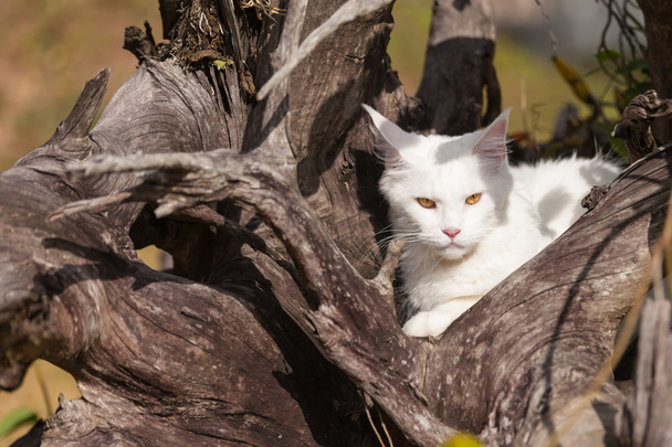 sièges chat blanc maine coon sur bois sec
 - Photo, image