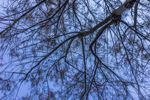 Drzewa na wietrzny dzień - Zdjęcie, obraz