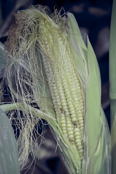 Maïs maïs zea mays var amylacea, Maharashtra, Inde
 - Photo, image
