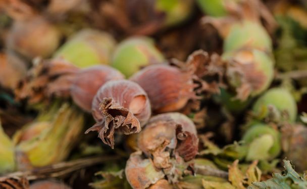 Raw lískové ořechy na zemi - Fotografie, Obrázek