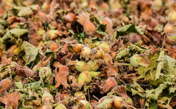 Raw lískové ořechy na zemi - Fotografie, Obrázek