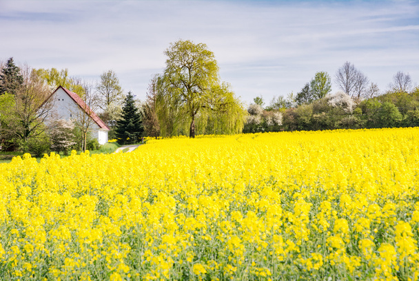 Boerderij achter een gele verkrachting-veld - Foto, afbeelding