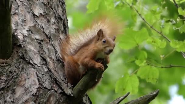 Orava istuu puiden oksalla. Hidas liike
. - Materiaali, video