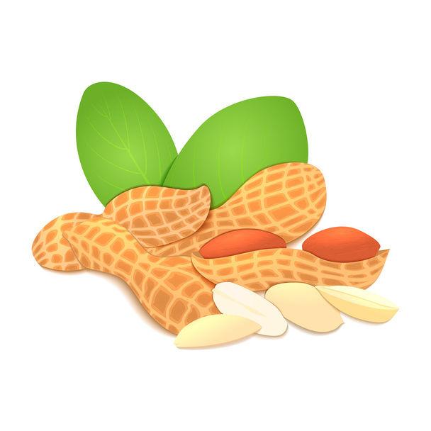 Vector ilustração amendoim. Um punhado de amendoins descascados com casca e sem casca, folhas. Imagem saborosa em porcas de fundo branco para impressão em embalagens, publicidade de alimentos saudáveis
 - Vetor, Imagem