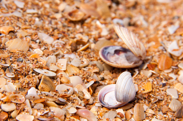 coquillages dans le sable sur le rivage
 - Photo, image