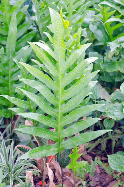 Monstera лист в саду с зеленым фоном природы
 - Фото, изображение