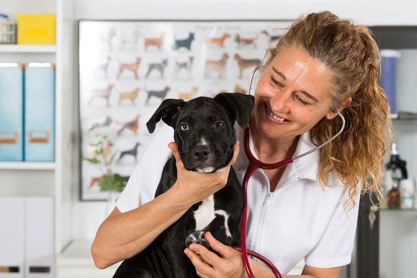 Ветеринар со своей собакой Американский Стаффордшир
 - Фото, изображение