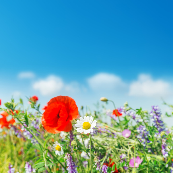 camomila em campo com flores silvestres - Foto, Imagem