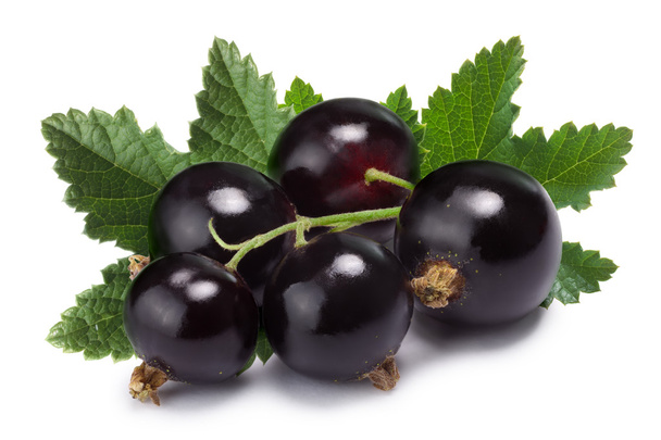 Blackcurrant bunch (Ribes Nigrum), clipping path - Foto, afbeelding
