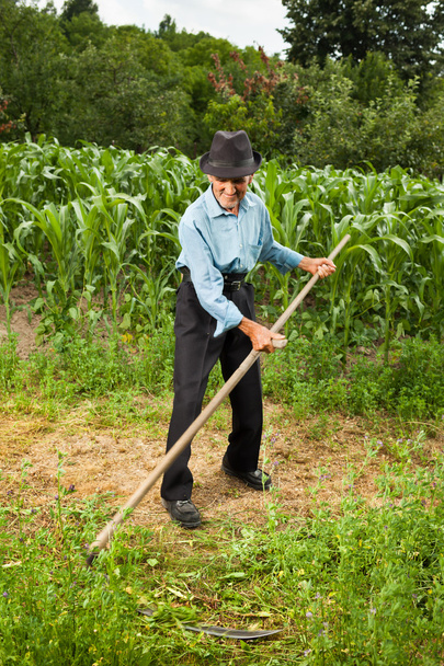 Senior farmer mowing the grass with scythe - 写真・画像