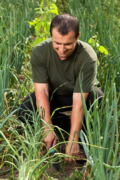 Gardener in an onion field, weeding - Foto, Imagen