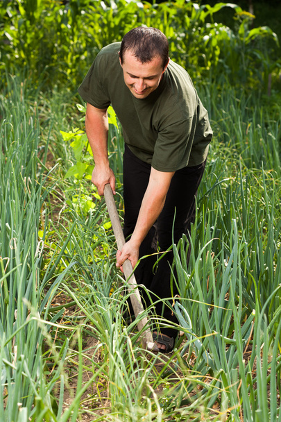 Gardener in an onion field, weeding - 写真・画像