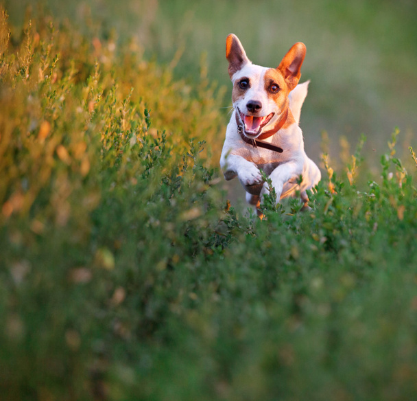 Dog at summer walking - Valokuva, kuva