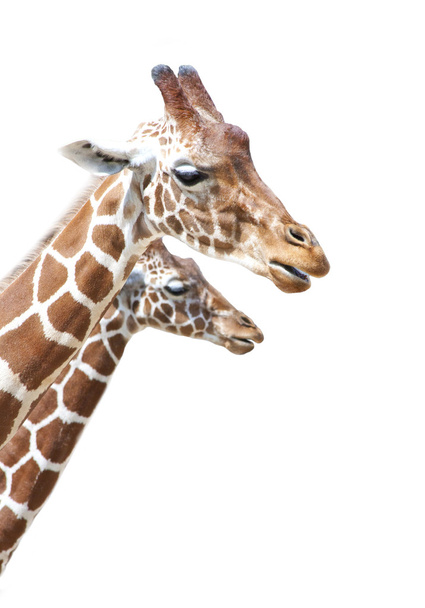 Giraffes - Photo, Image