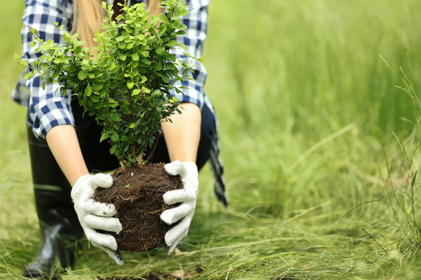 Woman planting tree - Фото, изображение