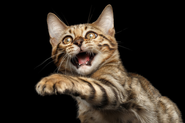 Nahaufnahme verspielt Bengal Kitty auf isoliertem schwarzen Hintergrund - Foto, Bild