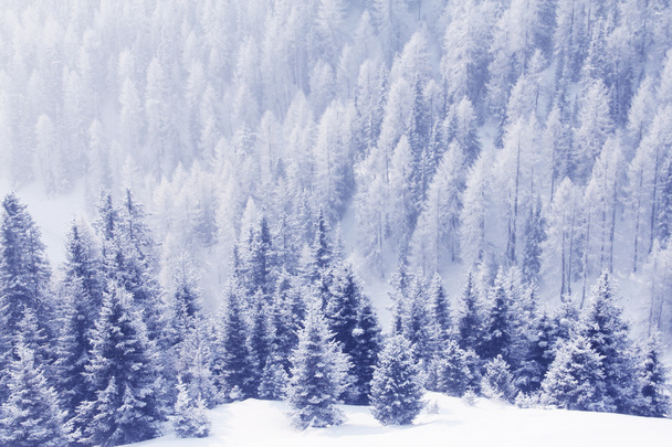 Winter forest in mountains - Fotografie, Obrázek