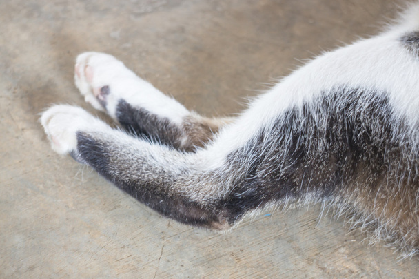 Relaxační kočičí pěšáci doma - Fotografie, Obrázek