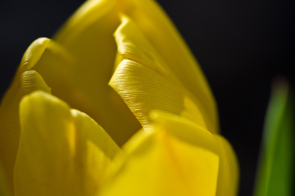 春の繊細な黄色いチューリップの花びらで自然要約: 近くで見る  - 写真・画像
