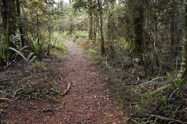 Caminho de Bush em uma floresta tropical no Parque Nacional de Tongariro
 - Foto, Imagem