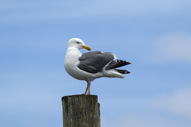 Seagull looks back the other way. - Photo, Image