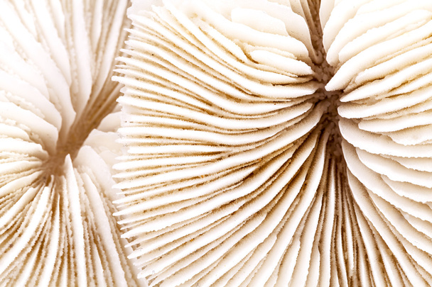 background  of sea shells  Fungia , close up - Foto, Imagem