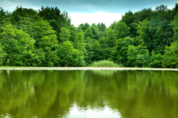 rivier en groen bos - Foto, afbeelding