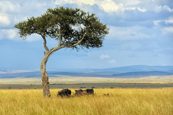 Γκνου στο εθνικό πάρκο της Αφρικής - Φωτογραφία, εικόνα