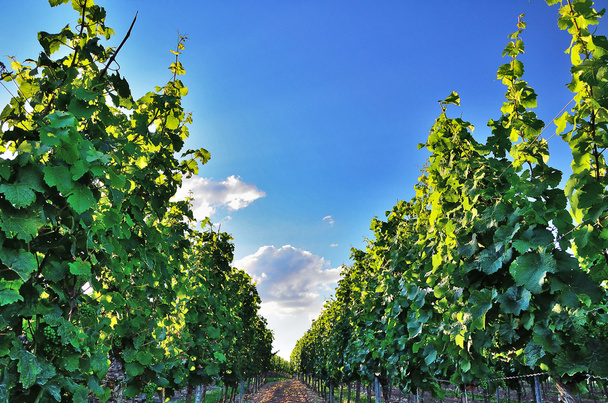 Anbau zum Wein - Foto, Bild